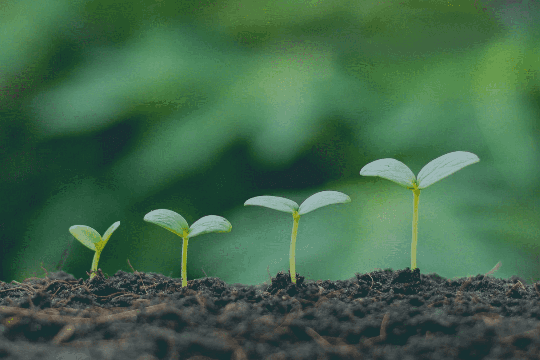 Seedlings growing in a row